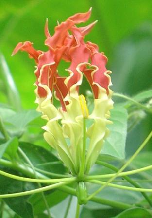 soufriere-exotic-flower - FLORI RARE