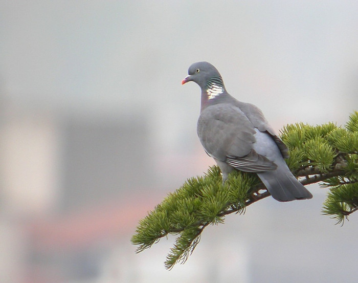 Columba palumbus7