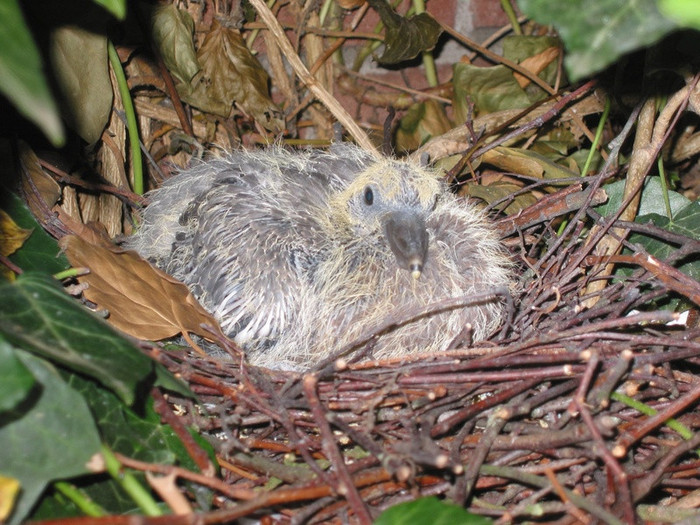 columba pui - PORUMBEI SALBATICI