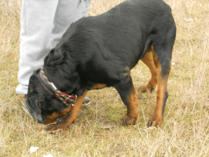 DSCN0371 - ARES Rottwailler