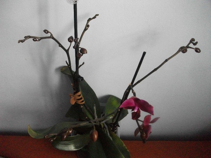 poze 827 - orhidee februarie 2012