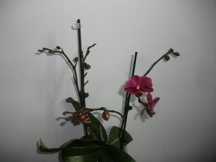 poze 824 - orhidee februarie 2012