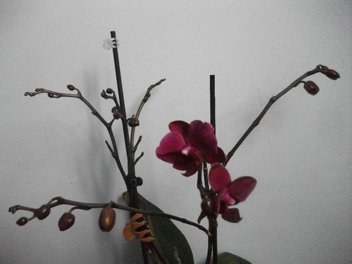 08.02.2012 - orhidee februarie 2012