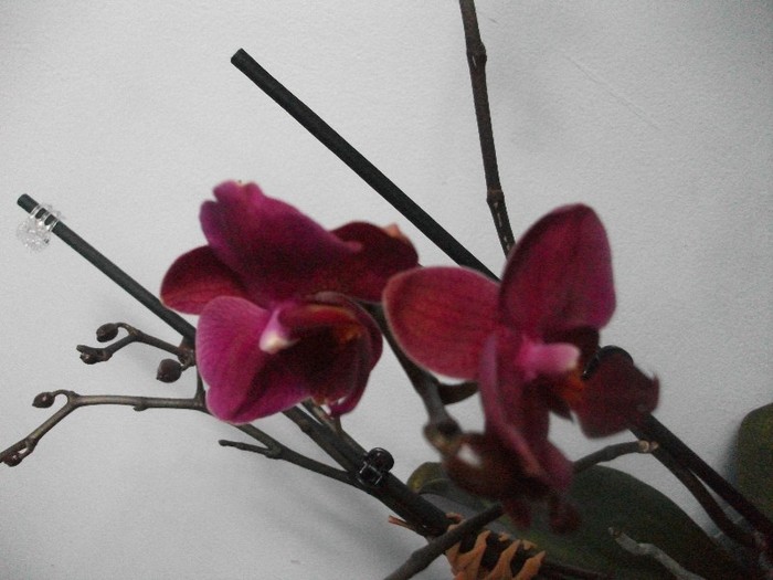poze 826 - orhidee februarie 2012