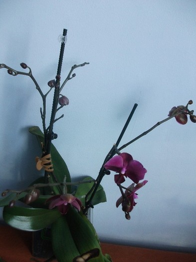 poze 949 - orhidee februarie 2012