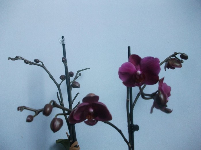 poze 940 - orhidee februarie 2012