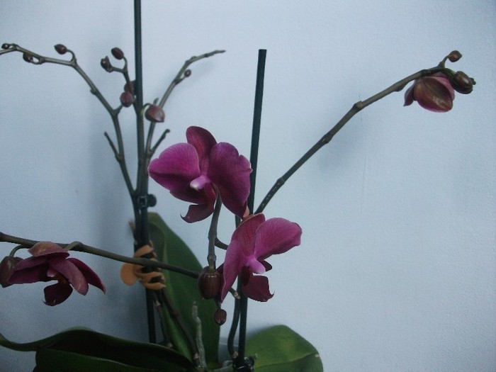 09.02.2012 - orhidee februarie 2012