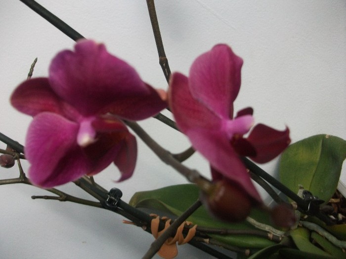 poze 942 - orhidee februarie 2012