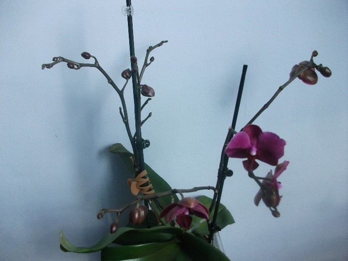 poze 944 - orhidee februarie 2012