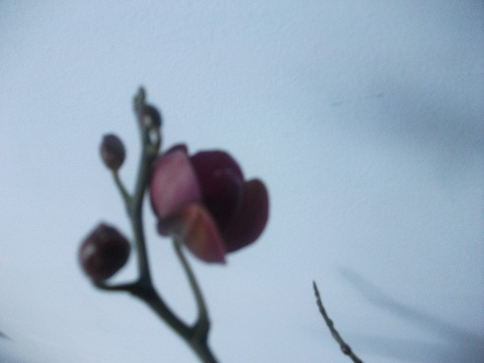 poze 945 - orhidee februarie 2012