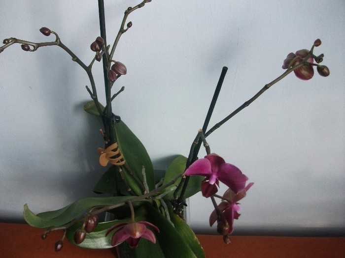 poze 946 - orhidee februarie 2012