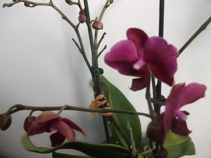 10.02.2012 - orhidee februarie 2012