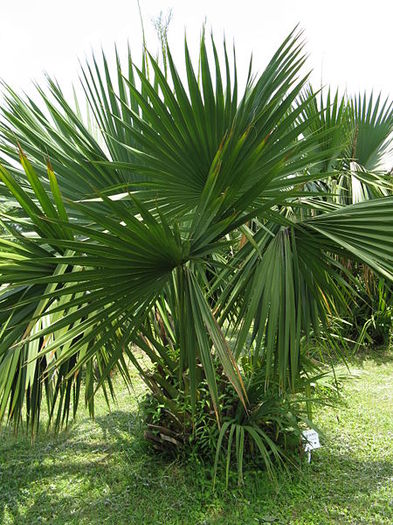 Sabal_minor - c-seminte de palmieri care traiesc in Romania cu protectie minima sau fara protectie