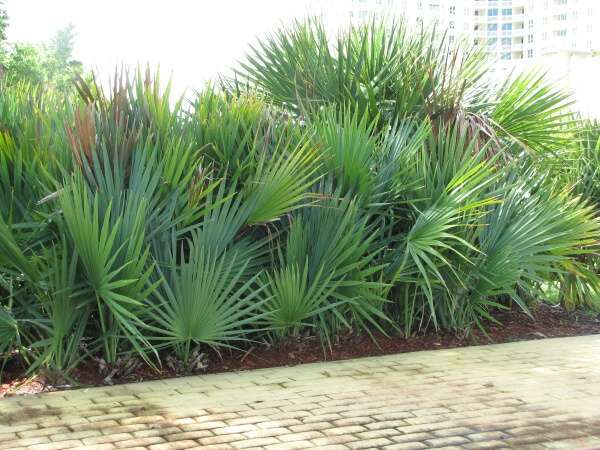 Serenoa-repens - c-seminte de palmieri care traiesc in Romania cu protectie minima sau fara protectie