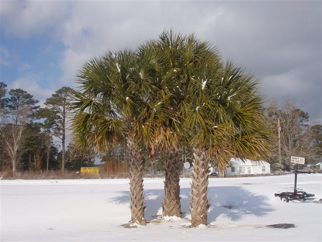 Sabal palmetto