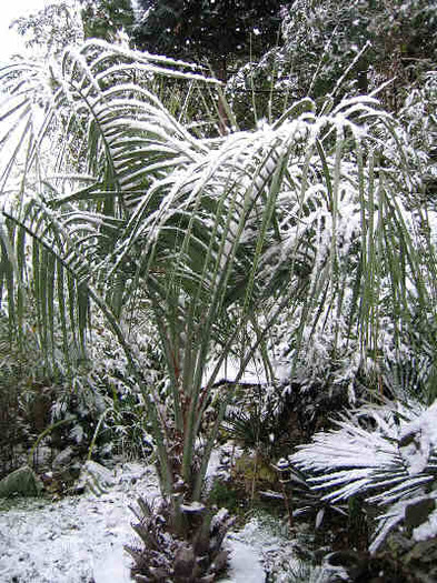 butia capitata - c-seminte de palmieri care traiesc in Romania cu protectie minima sau fara protectie