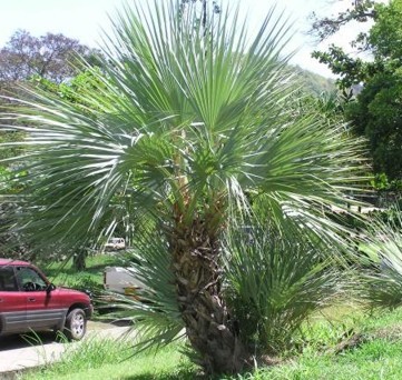 Nannorrhops ritchiana - c-seminte de palmieri care traiesc in Romania cu protectie minima sau fara protectie