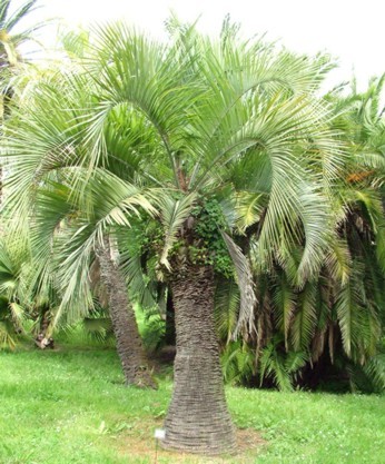 butia_eriospatha - c-seminte de palmieri care traiesc in Romania cu protectie minima sau fara protectie