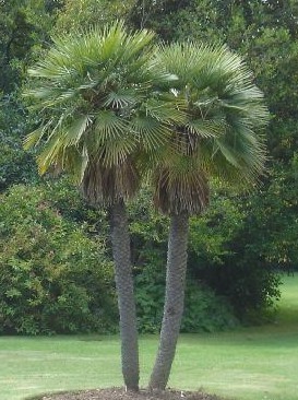 chamaerops humilis - c-seminte de palmieri care traiesc in Romania cu protectie minima sau fara protectie