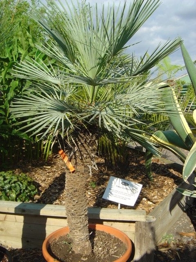 Chamaerops humilis Cerifera - c-seminte de palmieri care traiesc in Romania cu protectie minima sau fara protectie