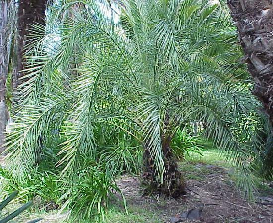 Phoenix theophrastii - c-seminte de palmieri care traiesc in Romania cu protectie minima sau fara protectie