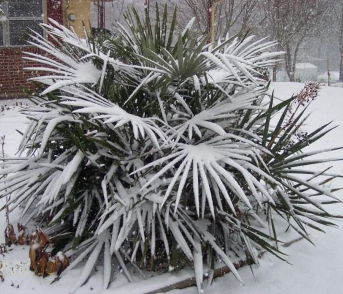rhapidophyllum_hystrix - c-seminte de palmieri care traiesc in Romania cu protectie minima sau fara protectie