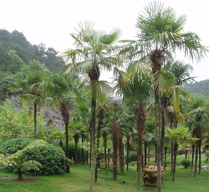 Trachycarpus Fortunei - c-seminte de palmieri care traiesc in Romania cu protectie minima sau fara protectie