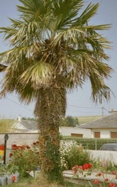 Trachycarpus_fortunei_ - c-seminte de palmieri care traiesc in Romania cu protectie minima sau fara protectie