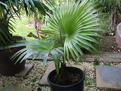 Trachycarpus latisectus - c-seminte de palmieri care traiesc in Romania cu protectie minima sau fara protectie