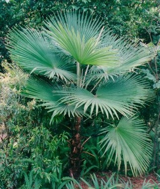 Trachycarpus_martianus - c-seminte de palmieri care traiesc in Romania cu protectie minima sau fara protectie