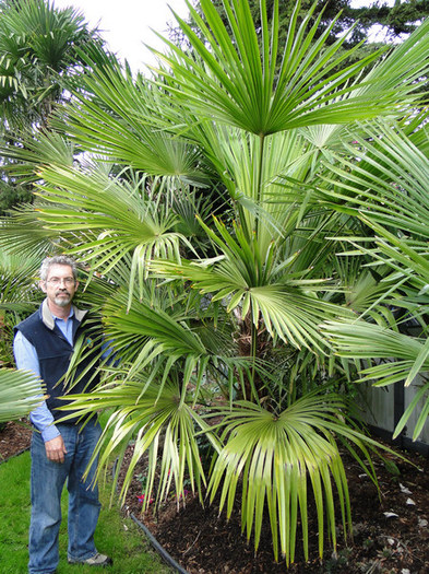 Trachycarpus Naini Tal - c-seminte de palmieri care traiesc in Romania cu protectie minima sau fara protectie