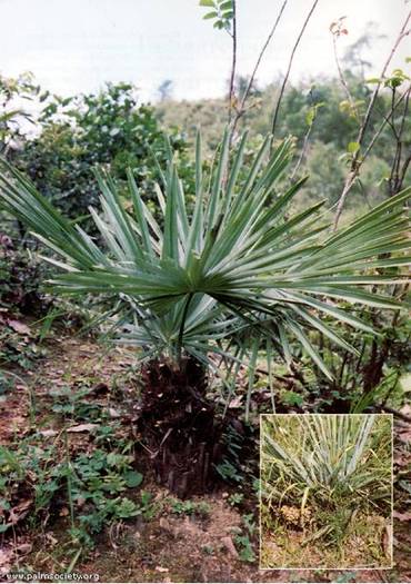 Trachycarpus nanus