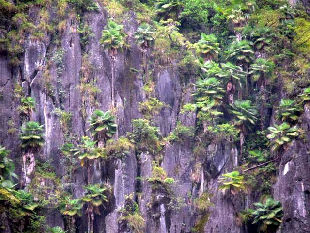 Trachycarpus princeps - c-seminte de palmieri care traiesc in Romania cu protectie minima sau fara protectie