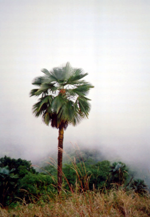 Trachycarpus sp. Manipur - c-seminte de palmieri care traiesc in Romania cu protectie minima sau fara protectie