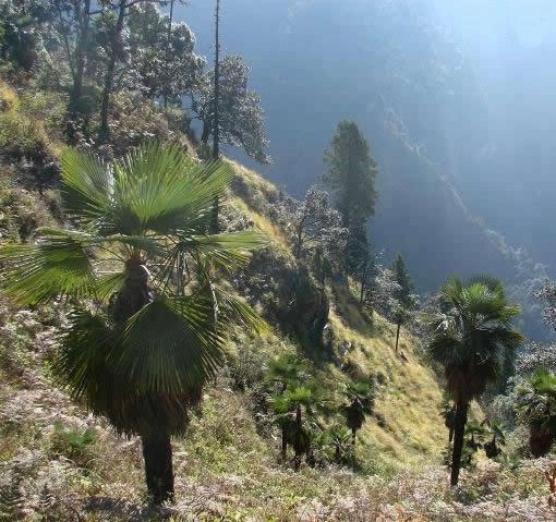 Trachycarpus takil - c-seminte de palmieri care traiesc in Romania cu protectie minima sau fara protectie