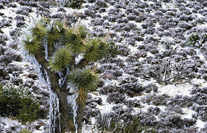 Yucca brevifolia -23gr C - d- yucca pentru gradini  Romania