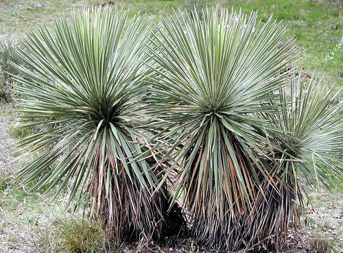 yucca_constricta -28gr C - d- yucca pentru gradini  Romania