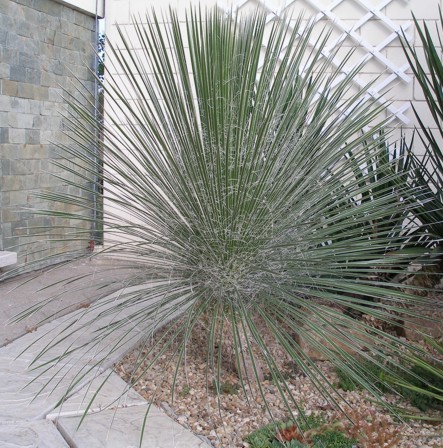 Yucca glauca -37 gr C - d- yucca pentru gradini  Romania