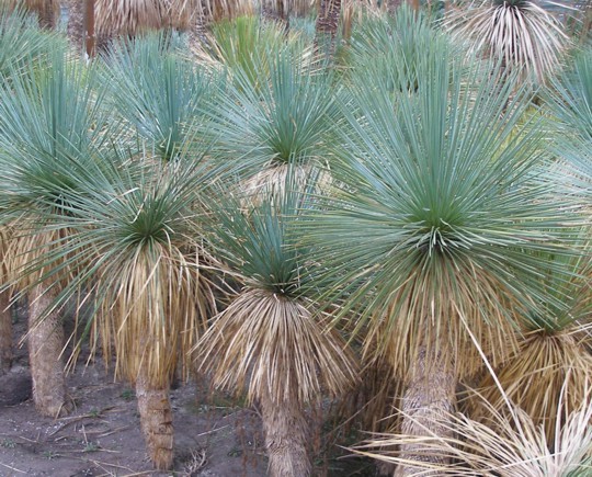 Yucca linearis -18 Gr C