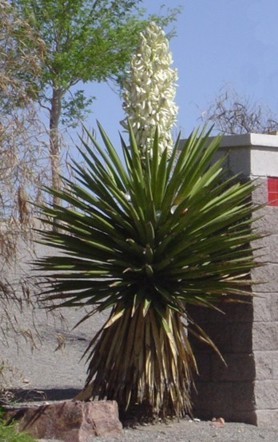 Yucca madrensis -24 gr C - d- yucca pentru gradini  Romania