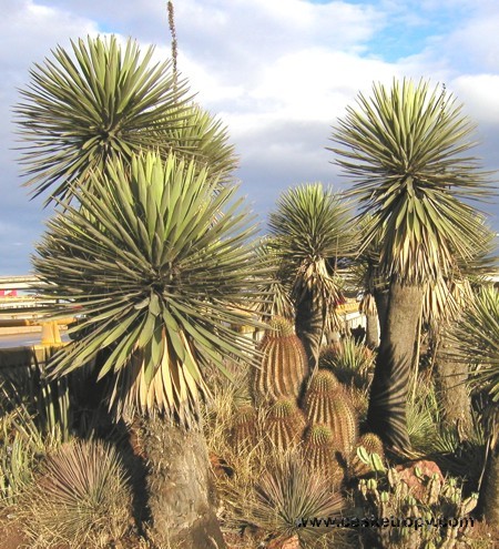 Yucca carnerosana -17gr C - d- yucca pentru gradini  Romania