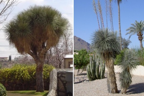 Yucca elata -23gr C - d- yucca pentru gradini  Romania