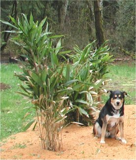 Indocalamus latifolius -24gr C - e-bambus pentru gradina Romania