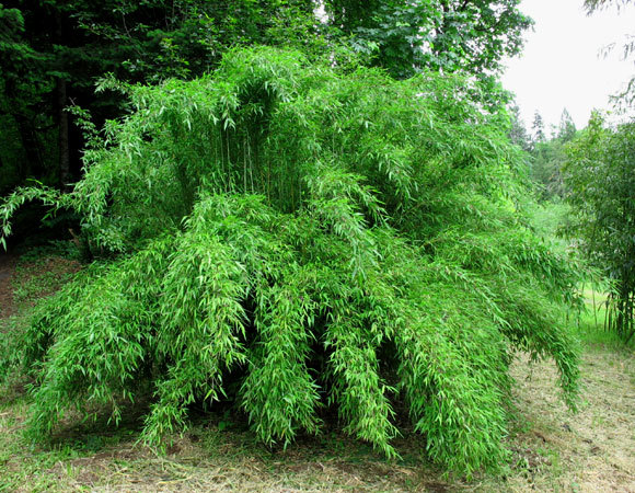 Fargesia denudata -23 gr C - e-bambus pentru gradina Romania