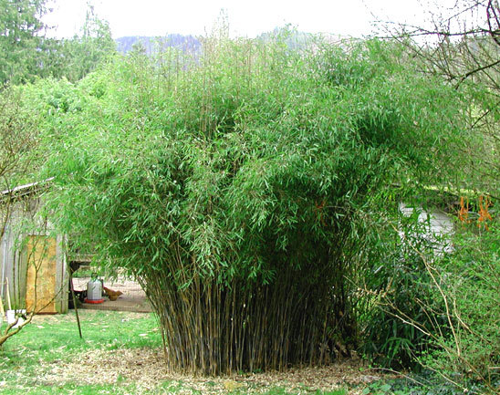 Fargesia murieliae -35 gr C - e-bambus pentru gradina Romania