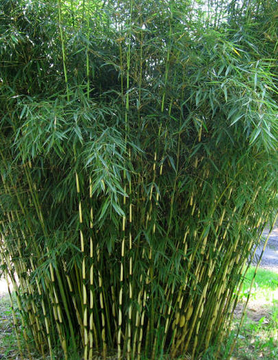 Fargesia robusta -20 gr C - e-bambus pentru gradina Romania