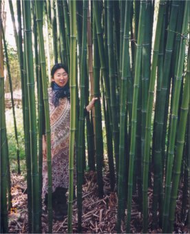 Phyllostachys atrovaginata -26 gr C