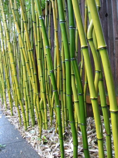 phyllostachys-aureosulcata -24 gr C