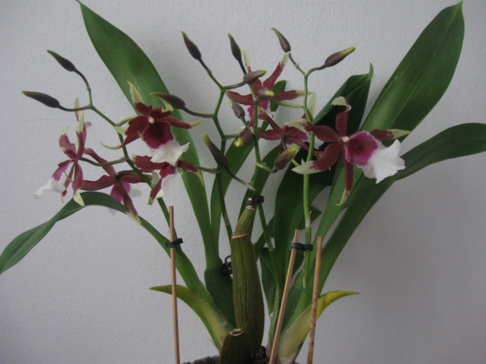 002 8-02-2012 - Alte specii de orhidee