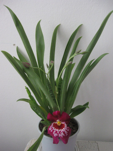 005  8-02-2012 - Alte specii de orhidee